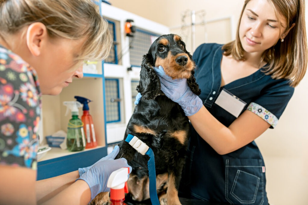 The Importance of Microchipping and Insurance Policy