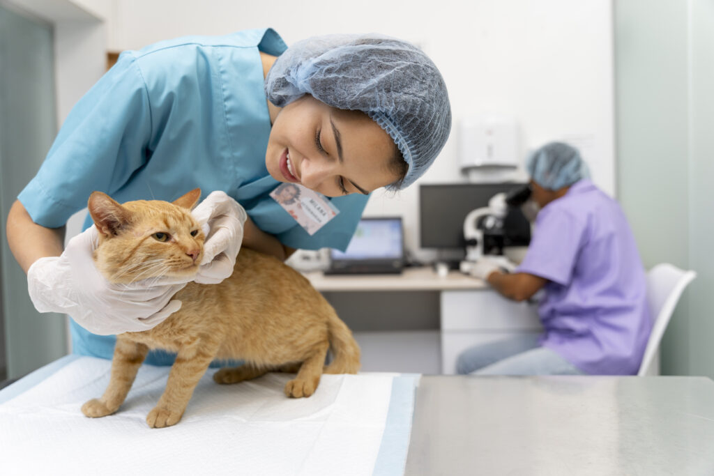 How Pet Insurance Works with Your Vet