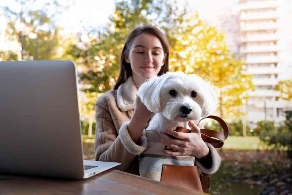 Why You Need Affordable Pet Insurance Plans