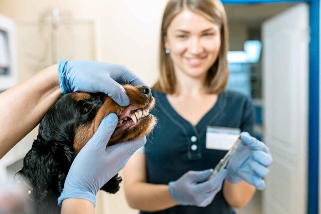 Dog Insurance Plans with Dental Coverage